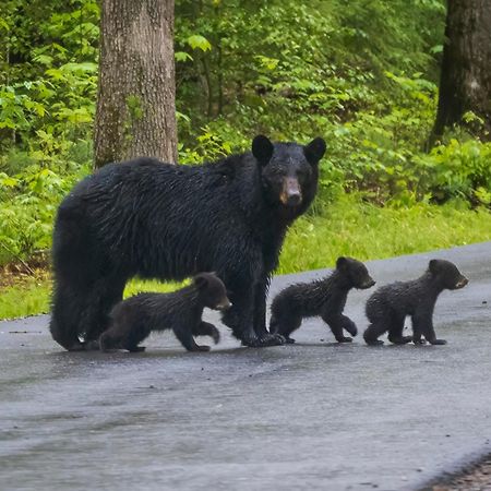 Mountain Lake Lodge, Hot Tub, Theater Room, 1089 Free Tickets Each Paid Day, Dollywood And More Sevierville Buitenkant foto
